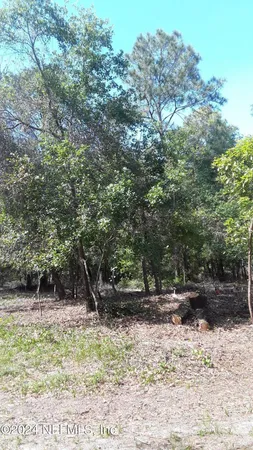 a view of a forest filled with trees