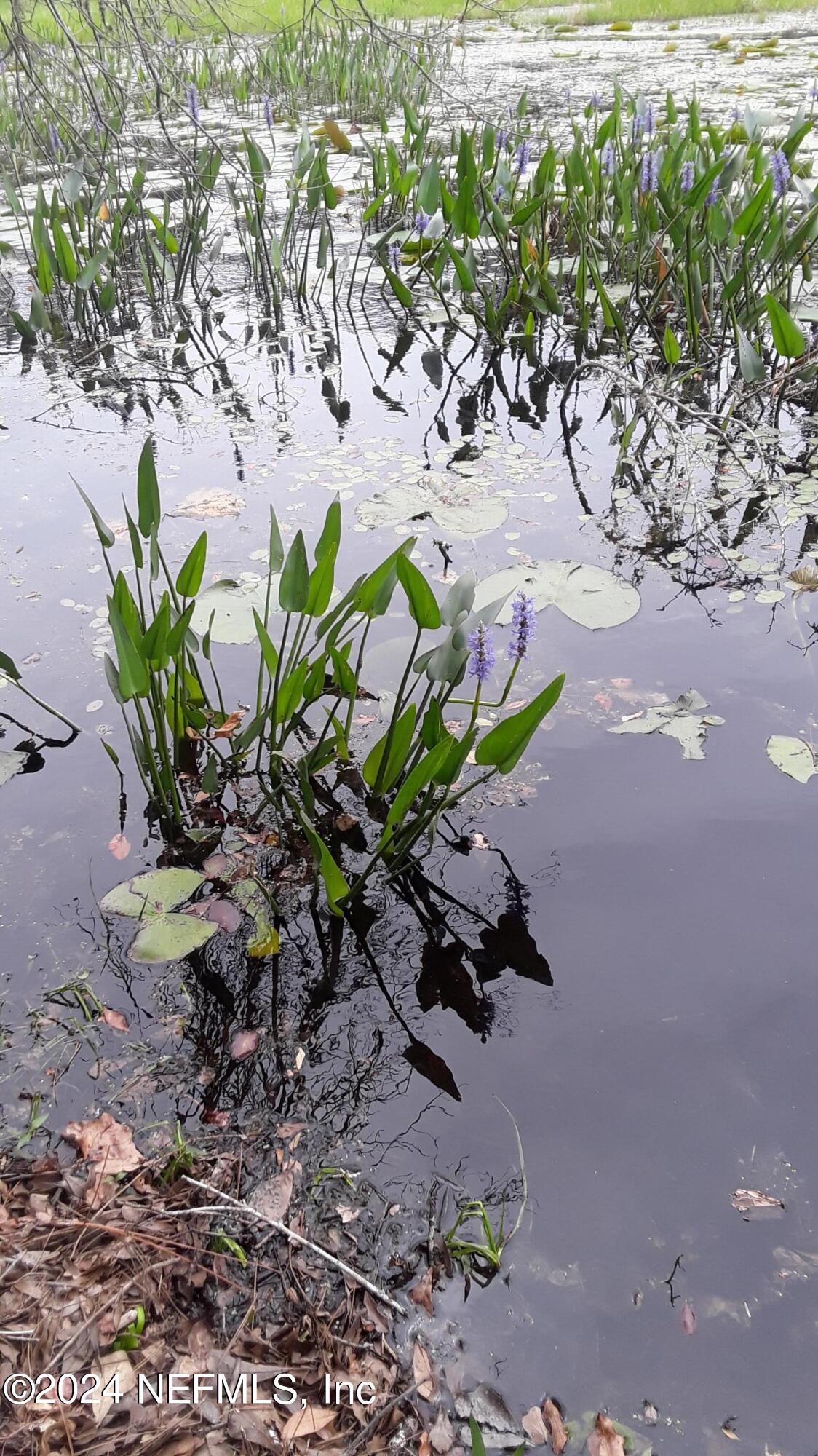 5455 Joshua Street Keystone Heights, FL 32656 - Photo 18 of 23 a view of a flower in the yard
