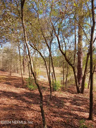 a view of a dry yard with trees