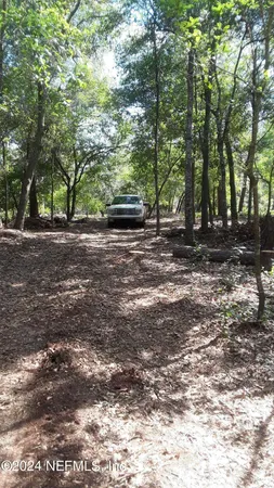 a view of a yard with large trees