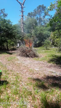 a view of a yard with a large tree