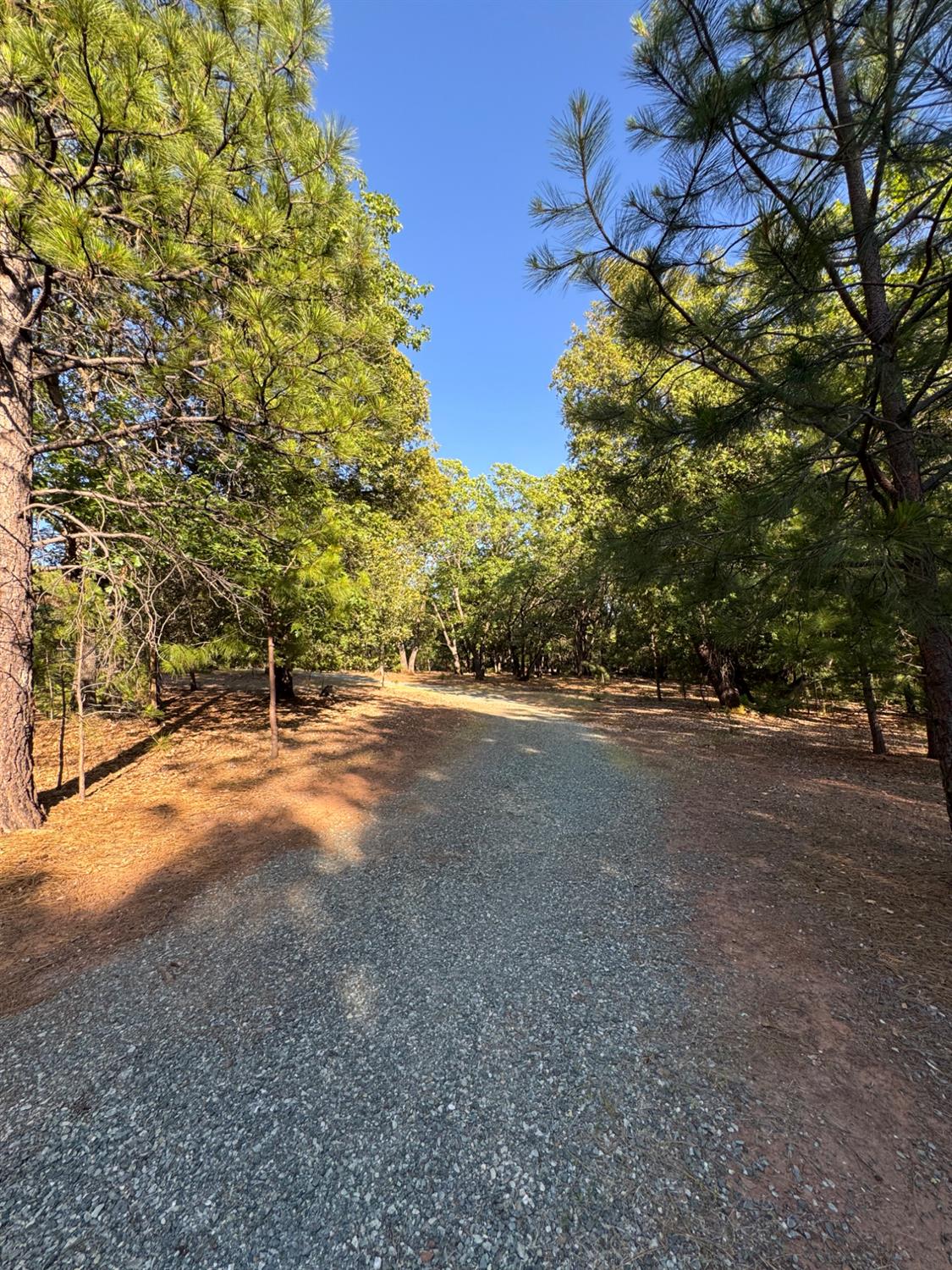 14577 Andrews Road Pine Grove, CA 95665 - Photo 3 of 37 a view of a yard with a tree