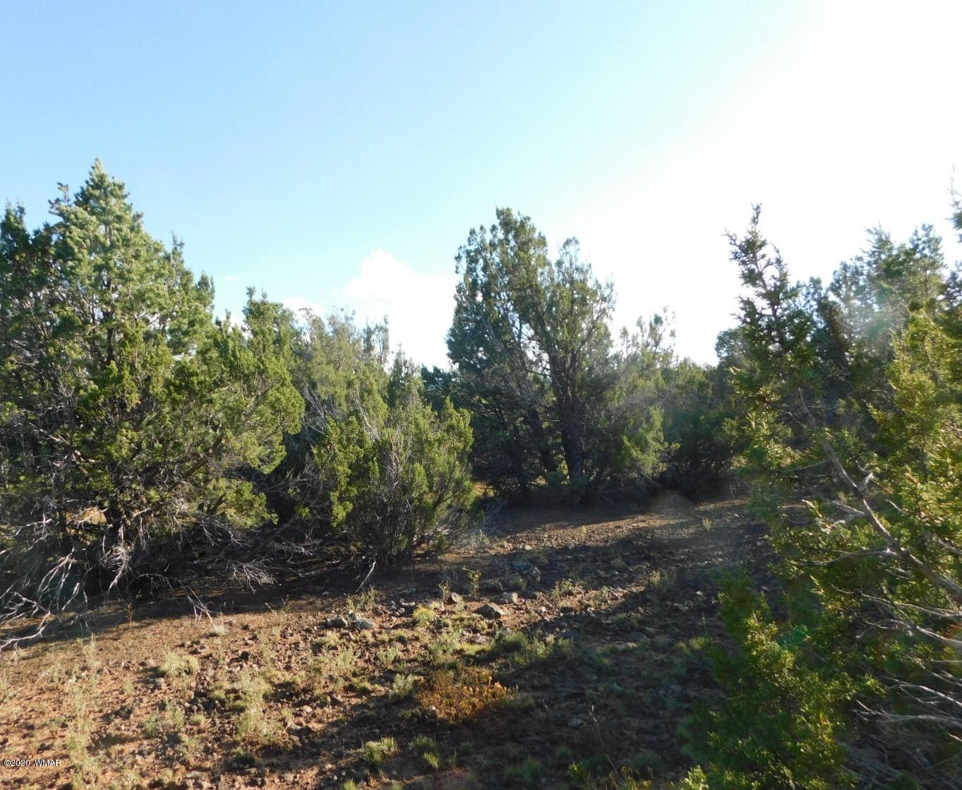 Lot 1 County Road Concho, AZ 85924 - Photo 3 of 12
