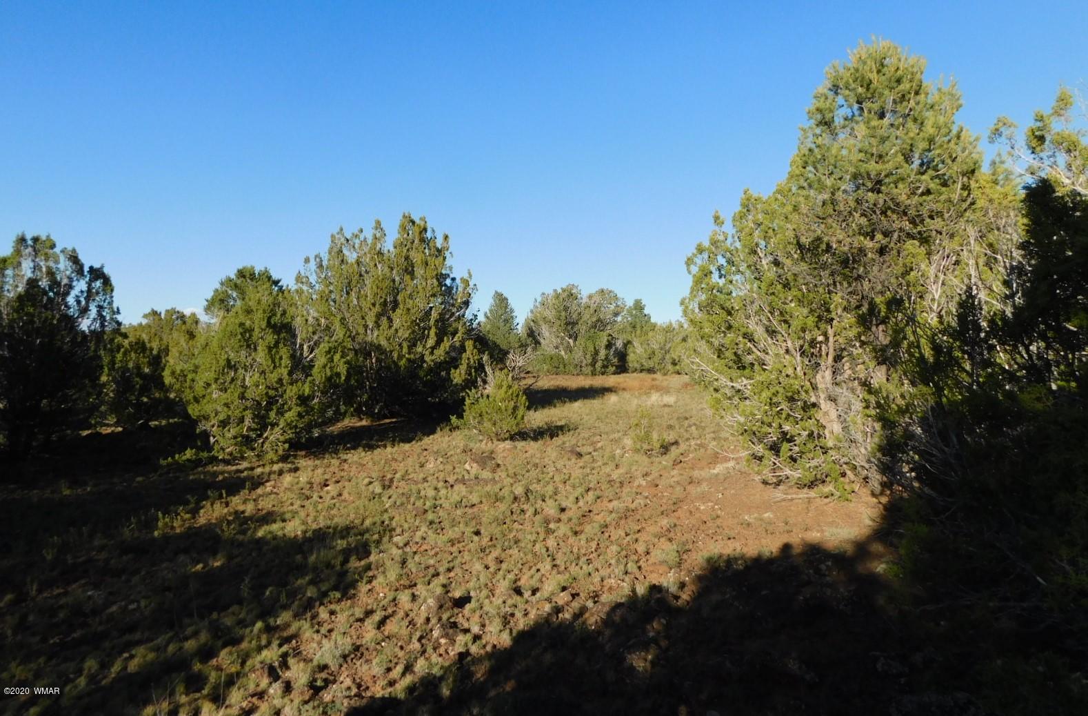 Lot 1 County Road Concho, AZ 85924 - Photo 4 of 12