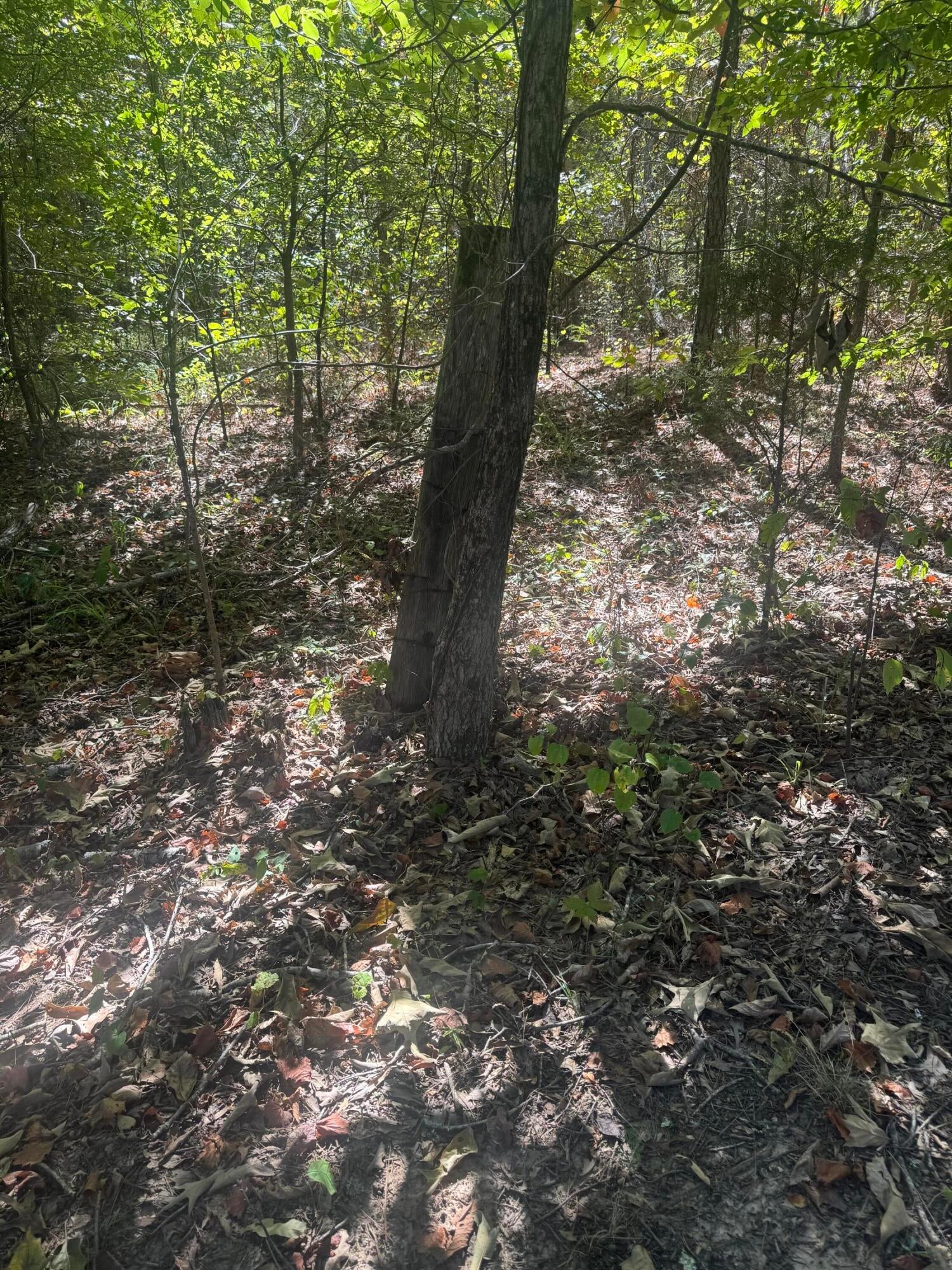 540 Co Road Ripley, MS 38663 - Photo 9 of 9 Gallery Image 9
