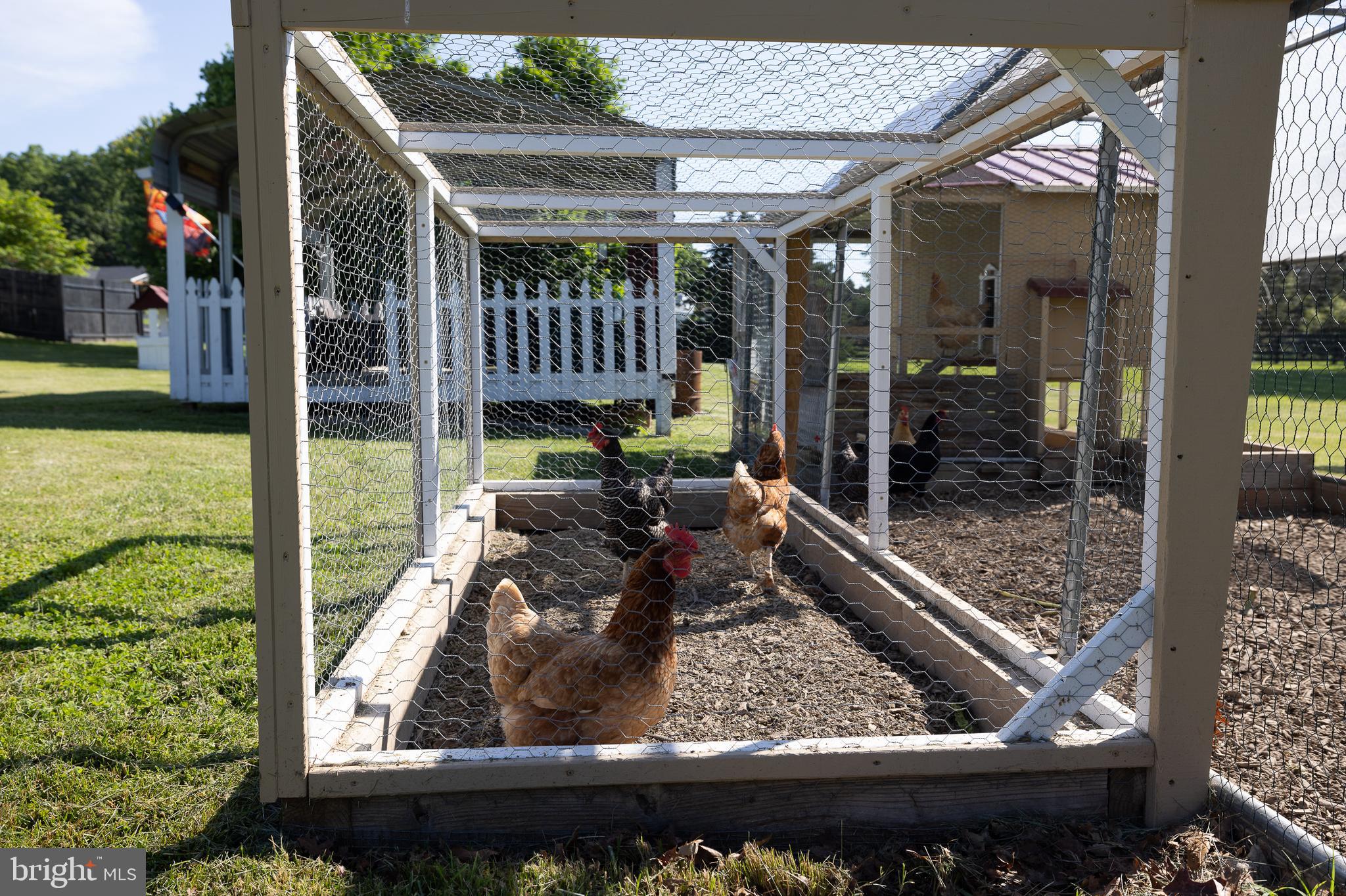 824 Copp Road Strasburg, VA 22657 - Photo 58 of 83 Look at the Chickens!
