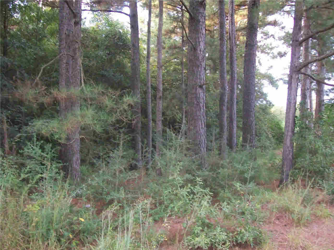 0 Barnes Road Collins, MS 39428 - Photo 4 of 5 Drive out and take a look