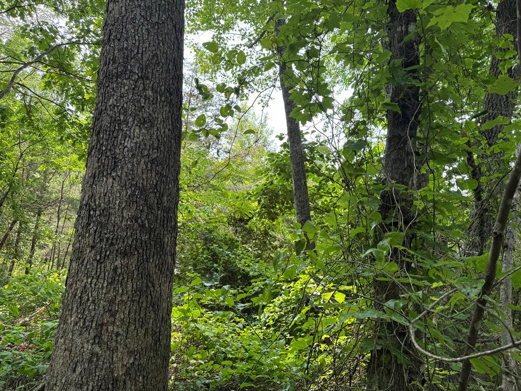 0 Old Mill Road Patrick Springs, VA 24133 - Photo 12 of 16 Gallery Image 12
