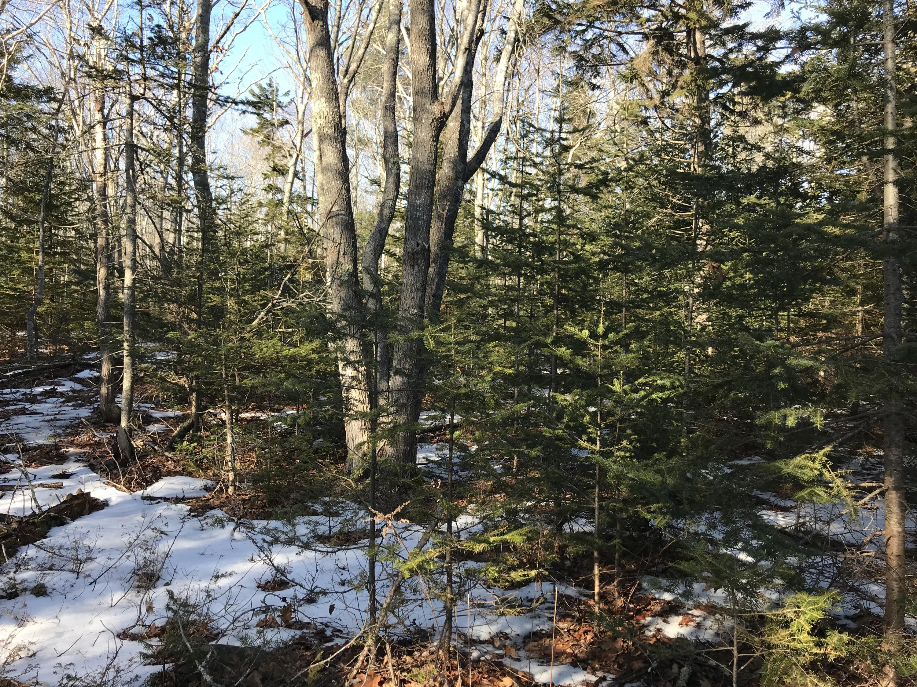 101 Old Mill Road Bristol, ME 04554 - Photo 4 of 7 IMG_3506
