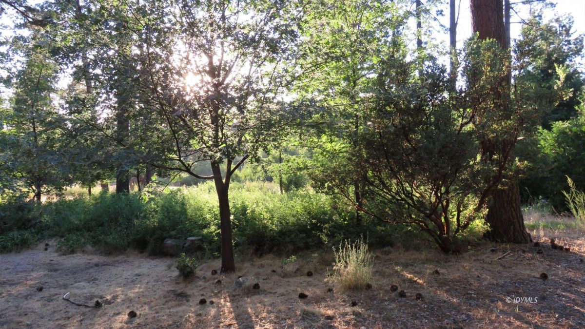 27300 Saunders Meadow Road Idyllwild, CA 92549 - Photo 3 of 39 a view of a forest