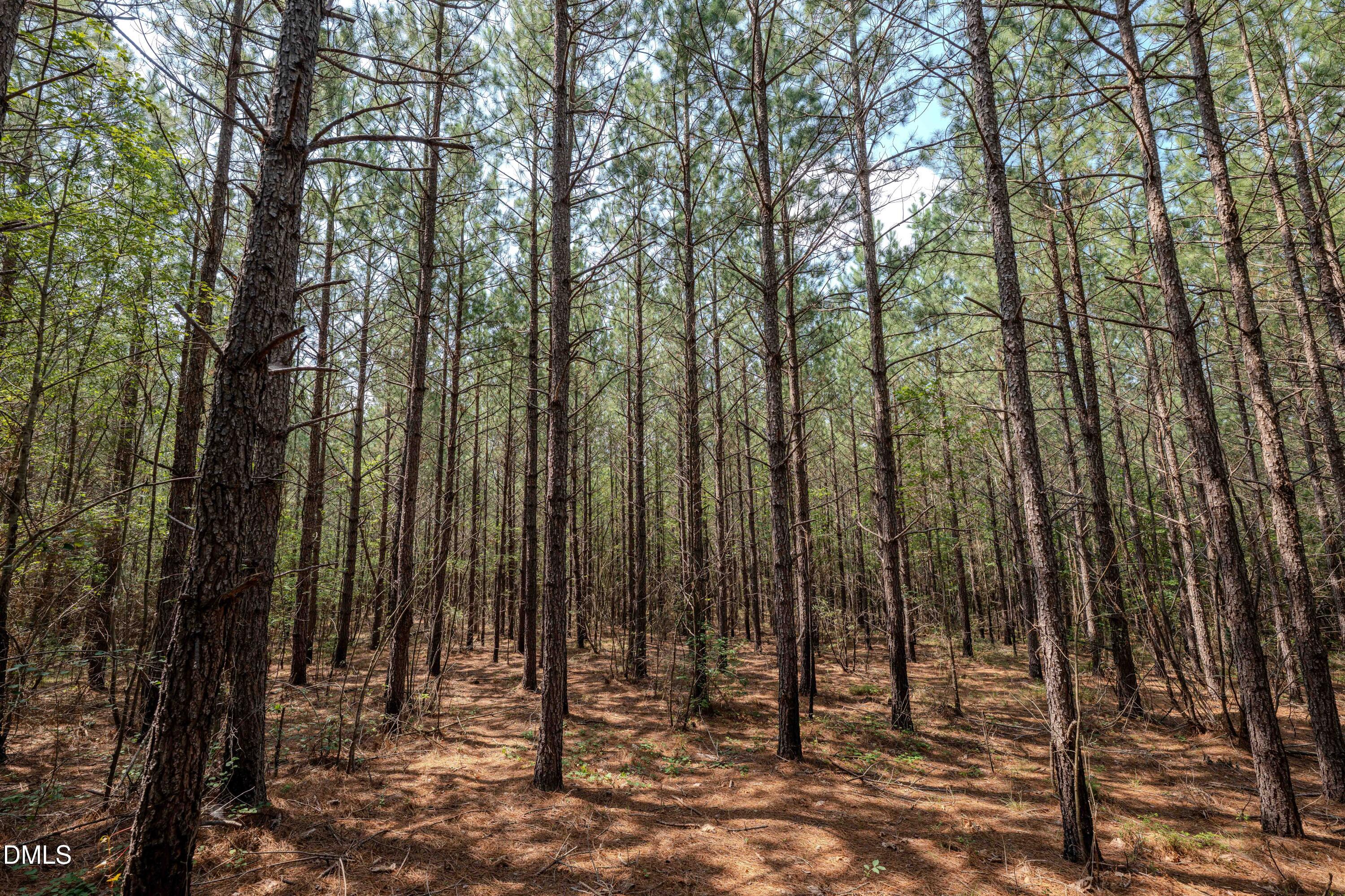0 Haw Branch Road Sanford, NC 27330 - Photo 22 of 41 Chatham Lumber 77.2 Ground-9