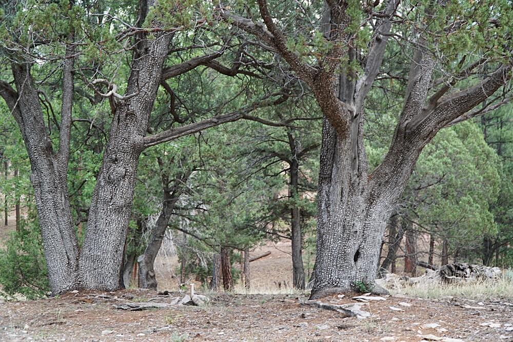 283 Lookout Trail Payson, AZ 85541 - Photo 7 of 10