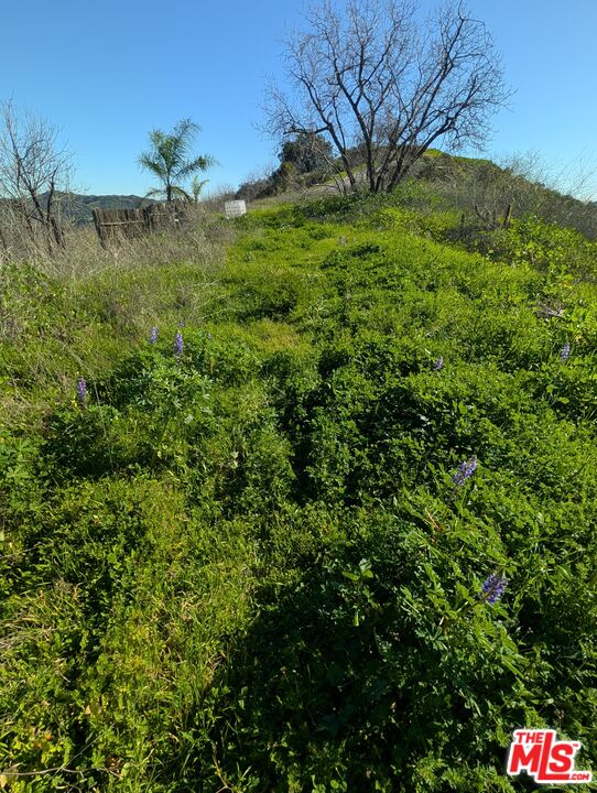 2000 Corsham Road Topanga, CA 90290 - Photo 13 of 29 a view of a bunch of trees