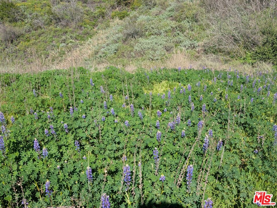 2000 Corsham Road Topanga, CA 90290 - Photo 25 of 29 a view of a lush green forest with lots of trees
