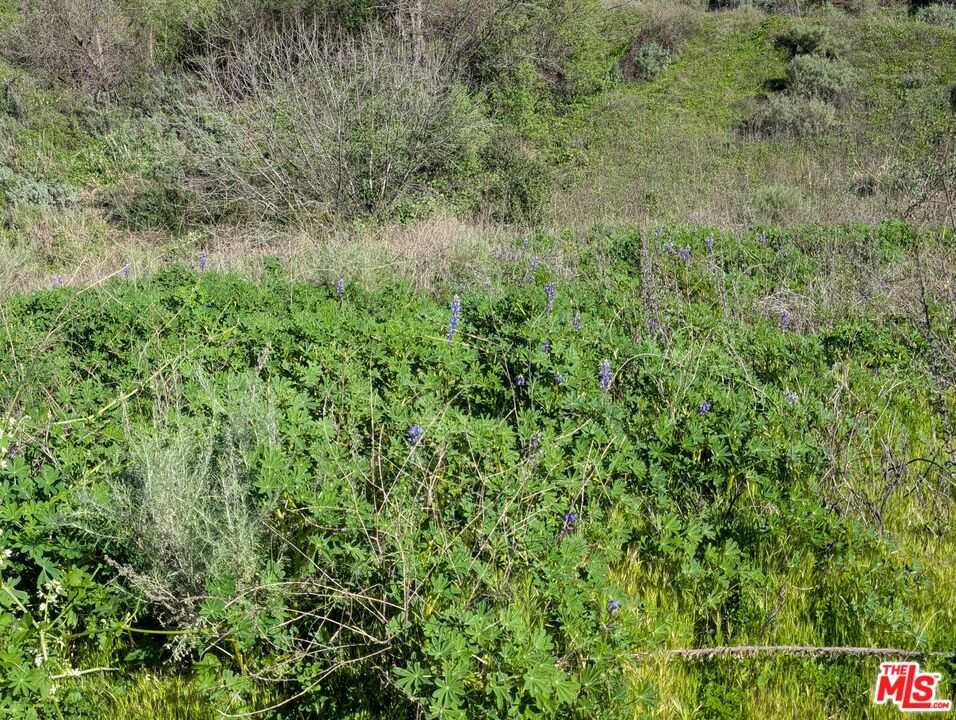 2000 Corsham Road Topanga, CA 90290 - Photo 26 of 29 a view of a lush green field