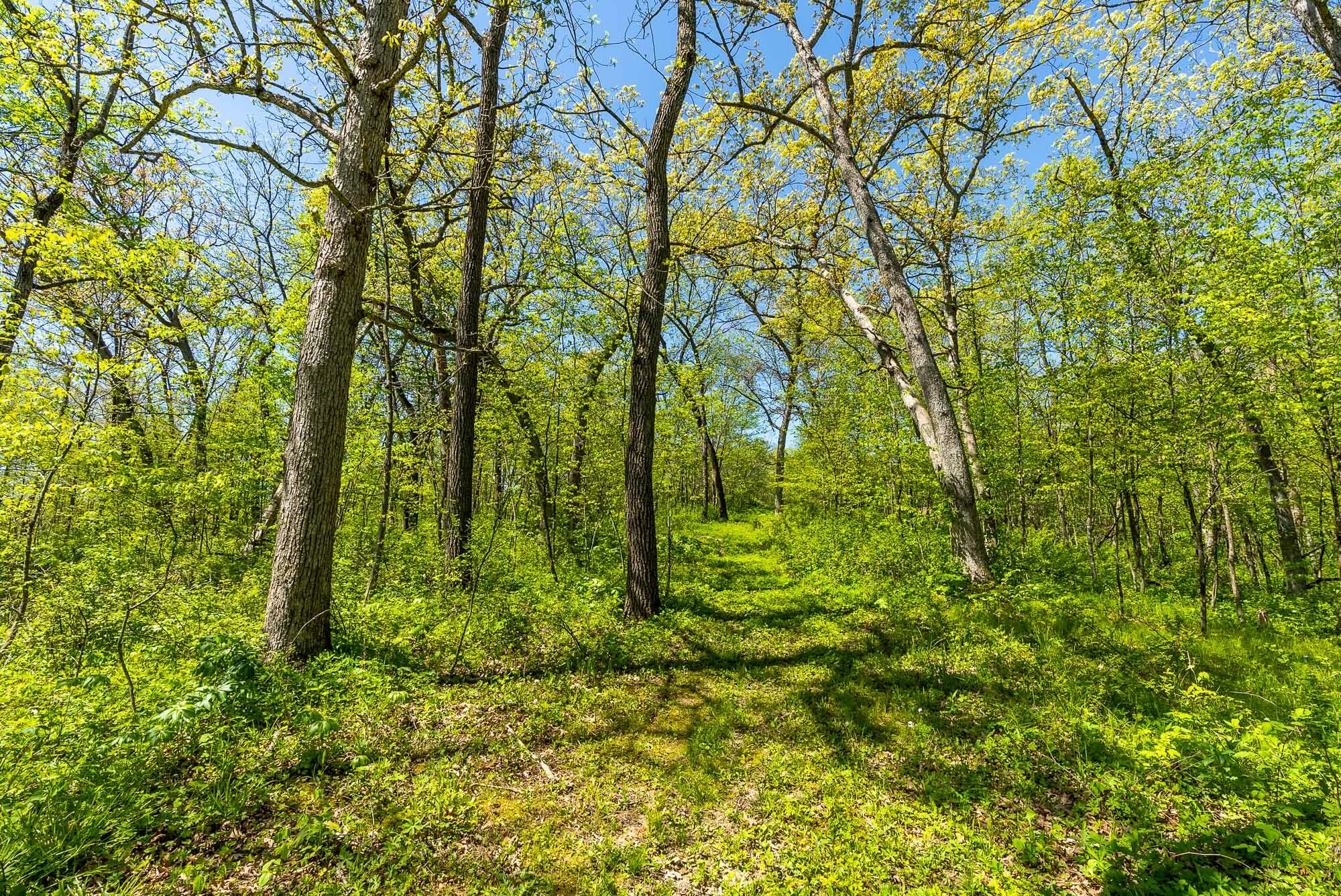 15999 Biba Road Muscoda, WI 53573 - Photo 88 of 103 Grant-County-WI-160-Acres-Land-For-Sale-