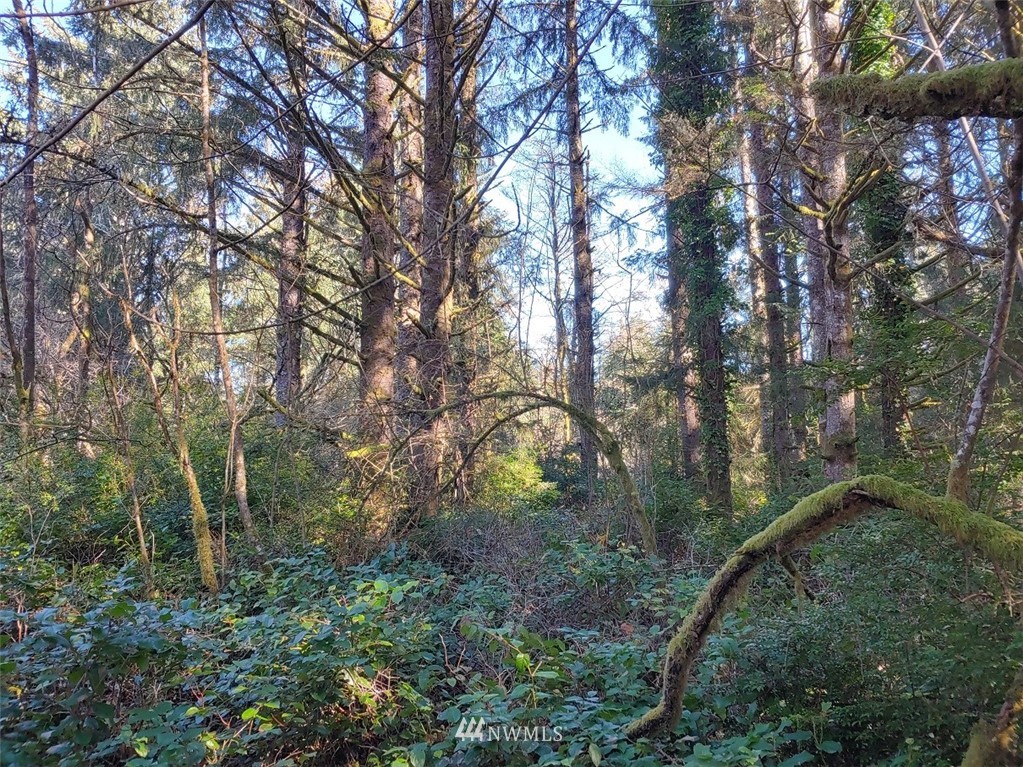 0 Stackpole Road Oysterville, WA 98641 - Photo 1 of 11 Gallery Image 1