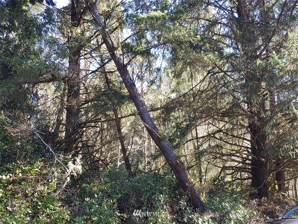 0 Stackpole Road Oysterville, WA 98641 - Photo 11 of 11 Gallery Image 11