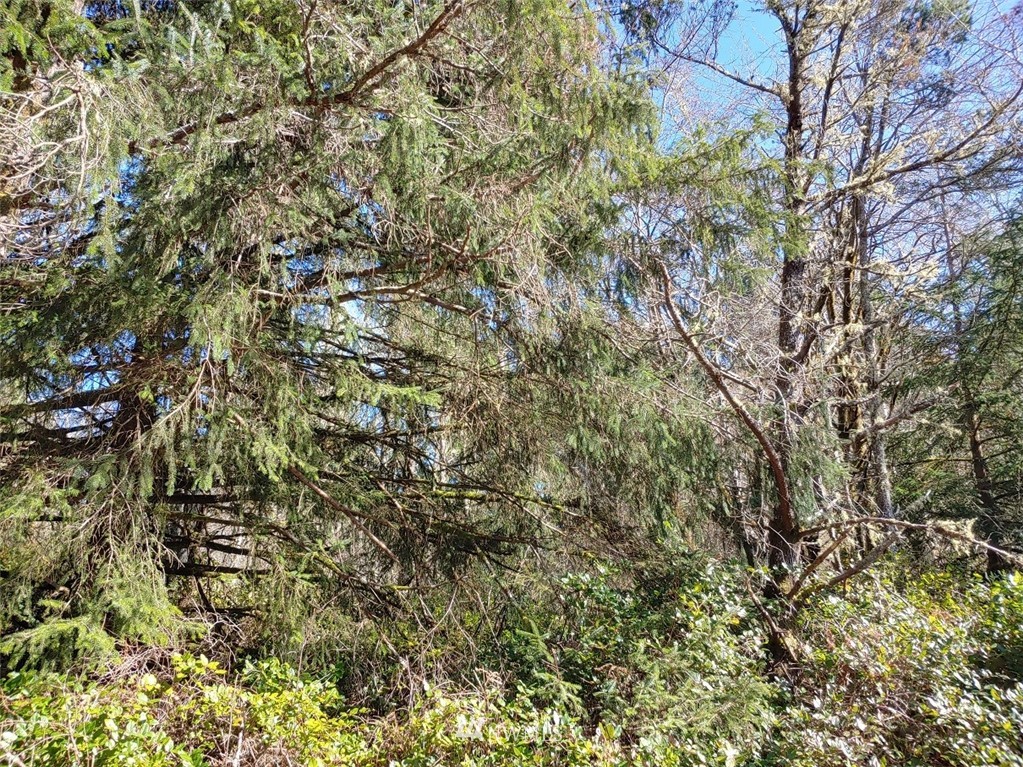 0 Stackpole Road Oysterville, WA 98641 - Photo 2 of 11 Gallery Image 2