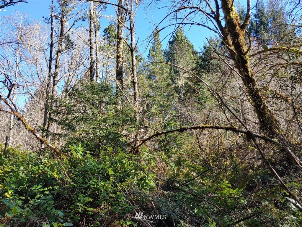 0 Stackpole Road Oysterville, WA 98641 - Photo 3 of 11 Gallery Image 3
