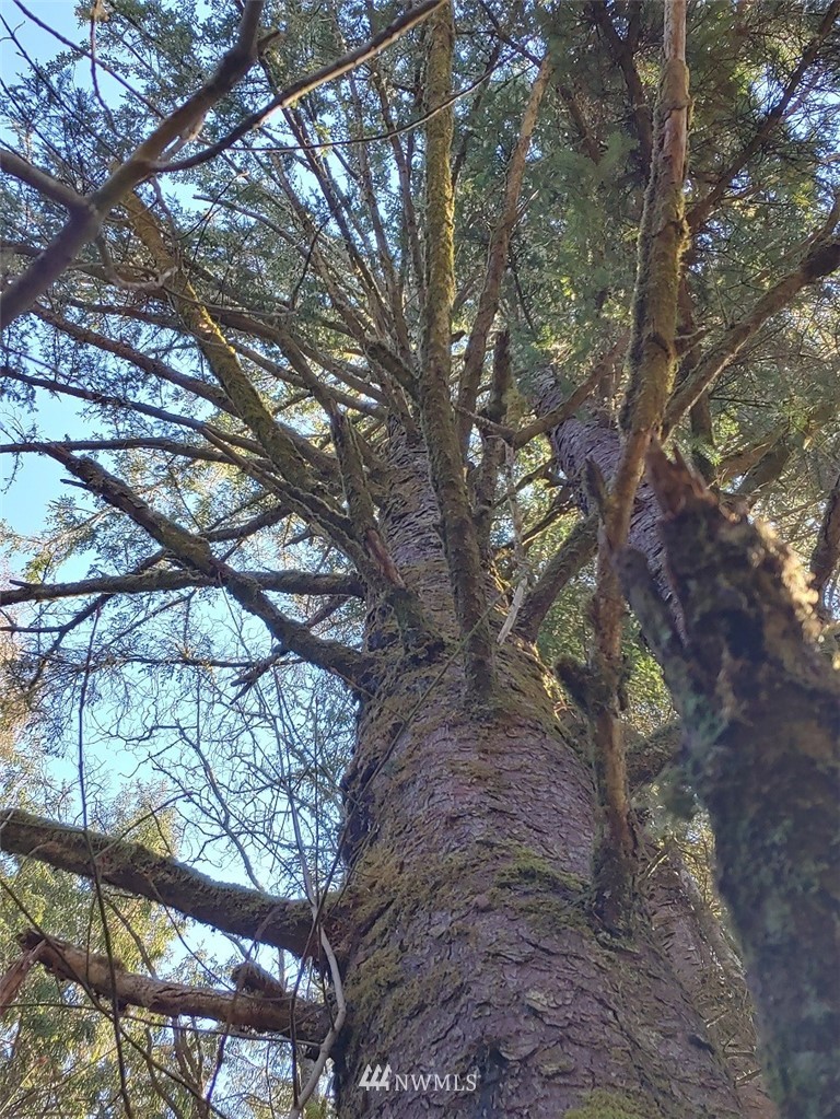 0 Stackpole Road Oysterville, WA 98641 - Photo 7 of 11 Gallery Image 7