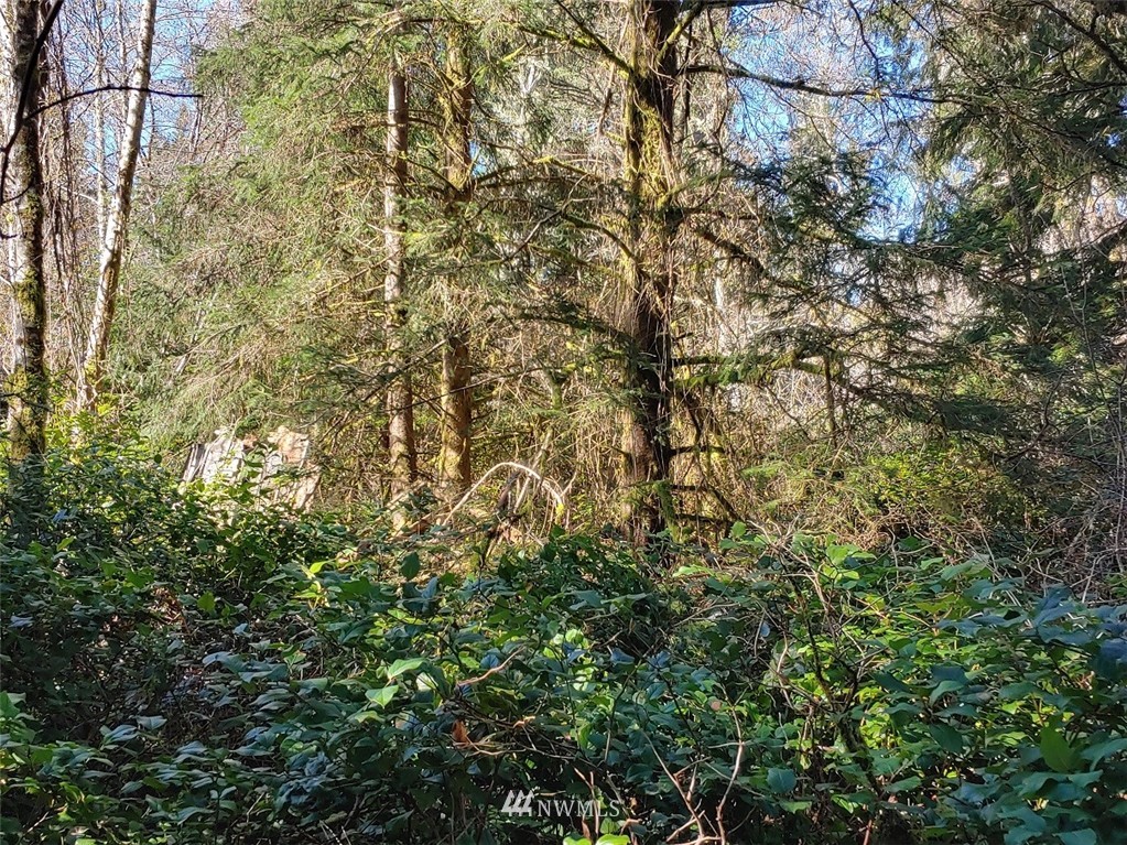 0 Stackpole Road Oysterville, WA 98641 - Photo 8 of 11 Gallery Image 8