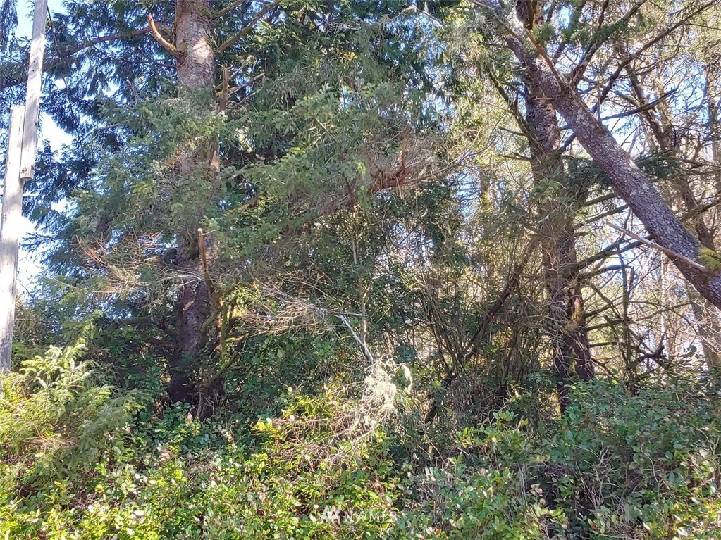 0 Stackpole Road Oysterville, WA 98641 - Photo 10 of 11 Gallery Image 10