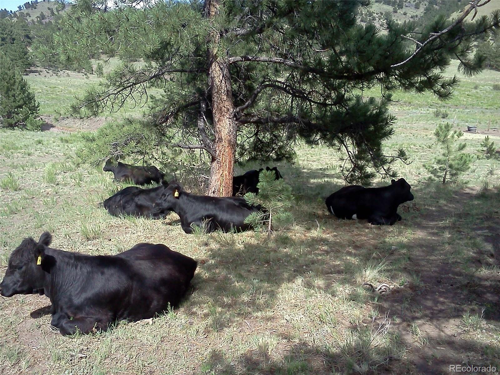 Post Road Guffey, CO 80820 - Photo 21 of 31 a view of a garden with a fountain