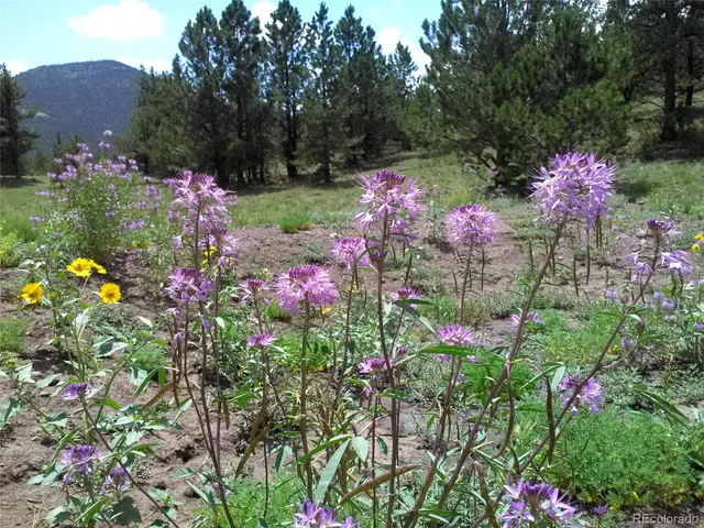 a view of a flower in a yard