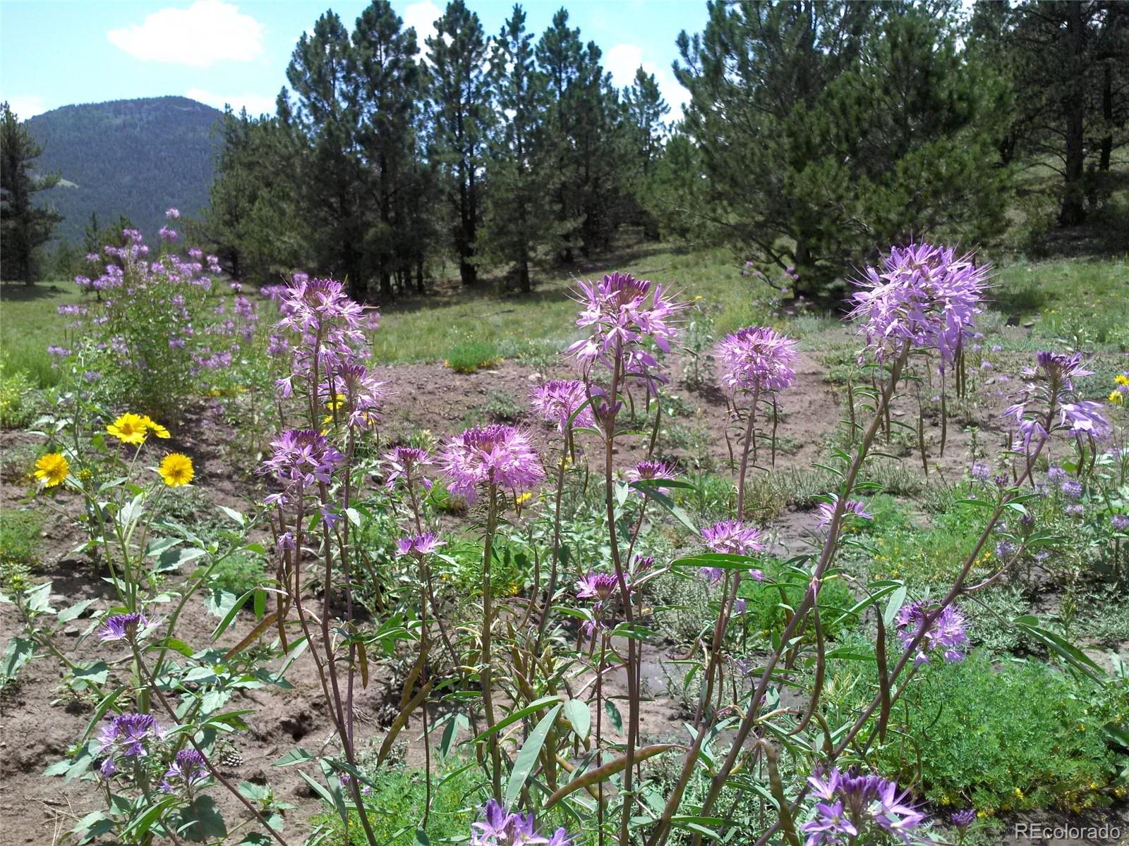 Post Road Guffey, CO 80820 - Photo 23 of 31 a view of a flower in a yard
