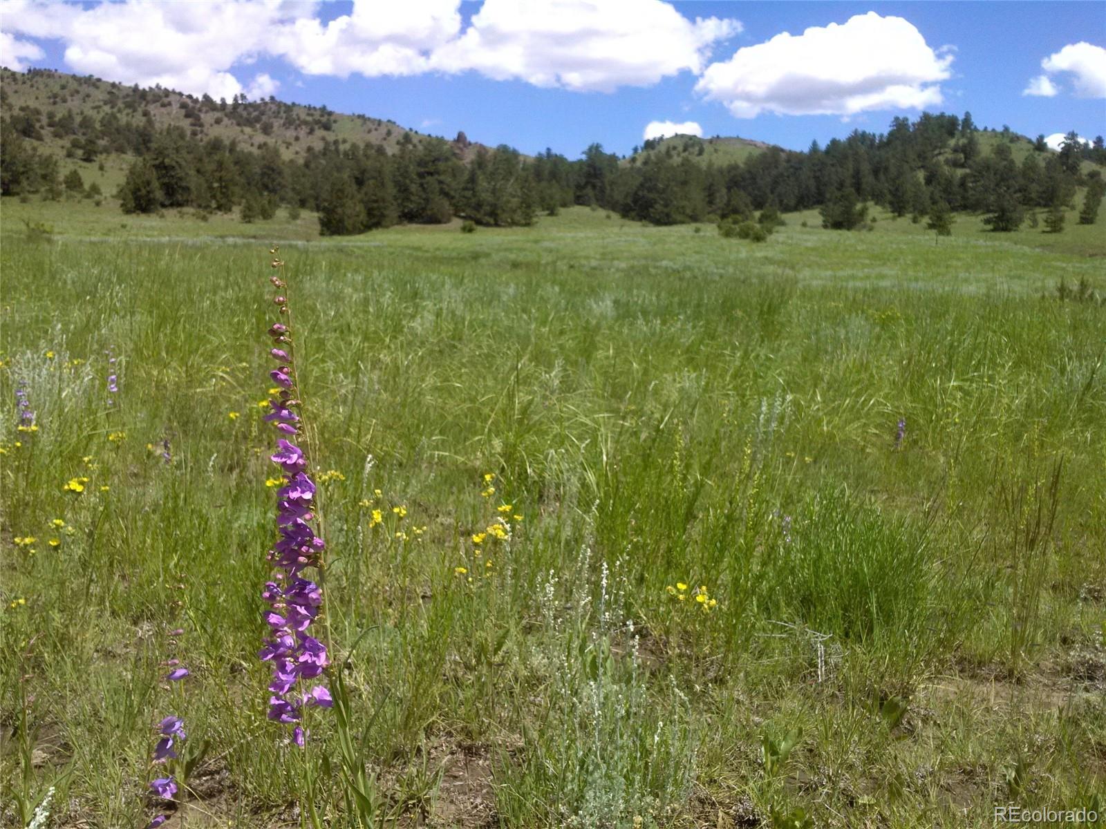 Post Road Guffey, CO 80820 - Photo 27 of 31 a view of a lush green forest with a mountain