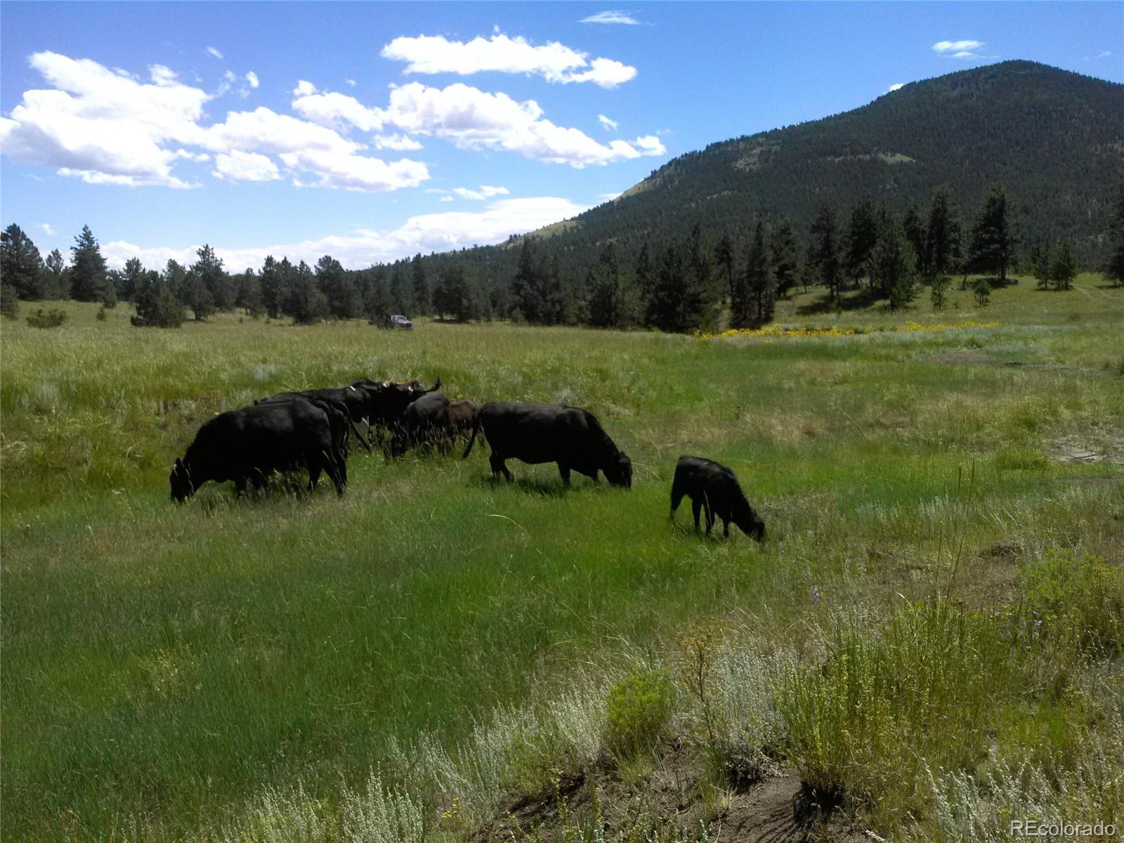 Post Road Guffey, CO 80820 - Photo 28 of 31 a view of garden with trees