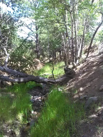 a view of a tree in a yard