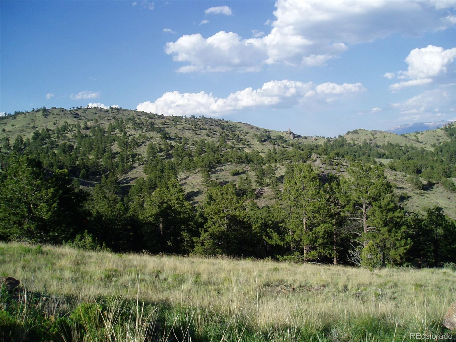 Post Road Guffey, CO 80820 - Photo 4 of 31 a view of a bunch of trees and bushes