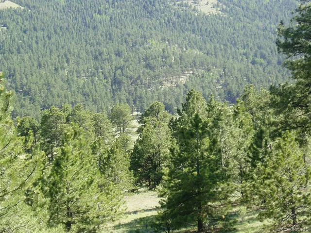 a view of a forest with a tree