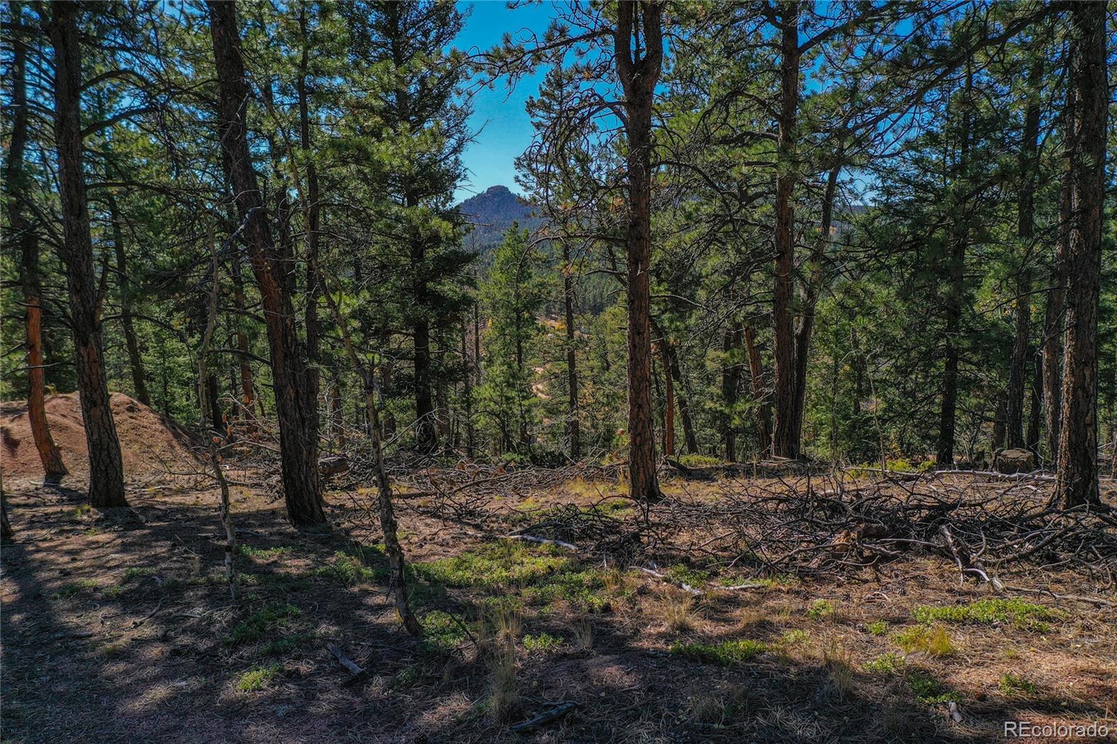3447 Pathfinder Road Florissant, CO 80816 - Photo 18 of 40 a view of a forest