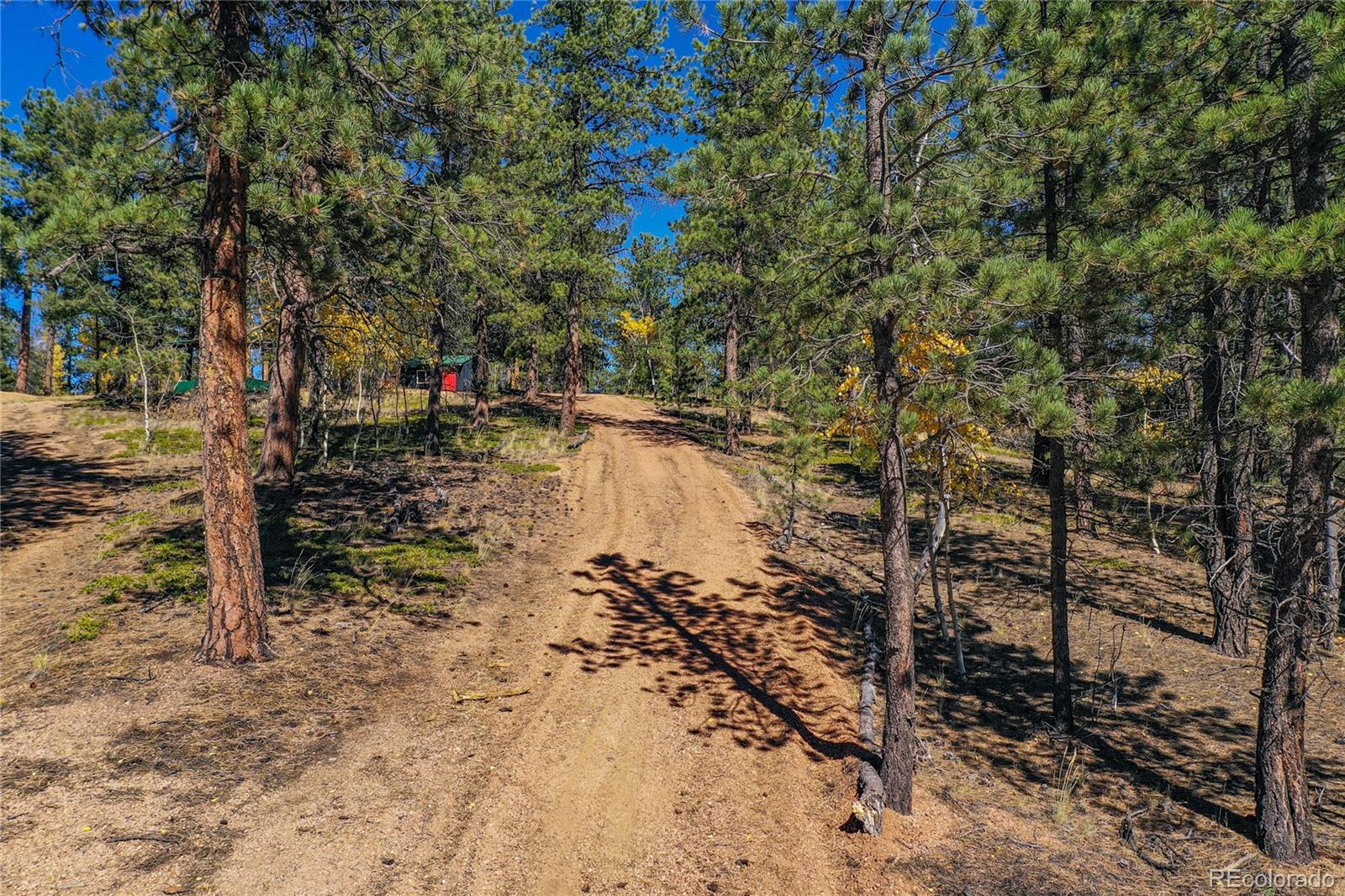 3447 Pathfinder Road Florissant, CO 80816 - Photo 21 of 40 a view of a yard with large trees