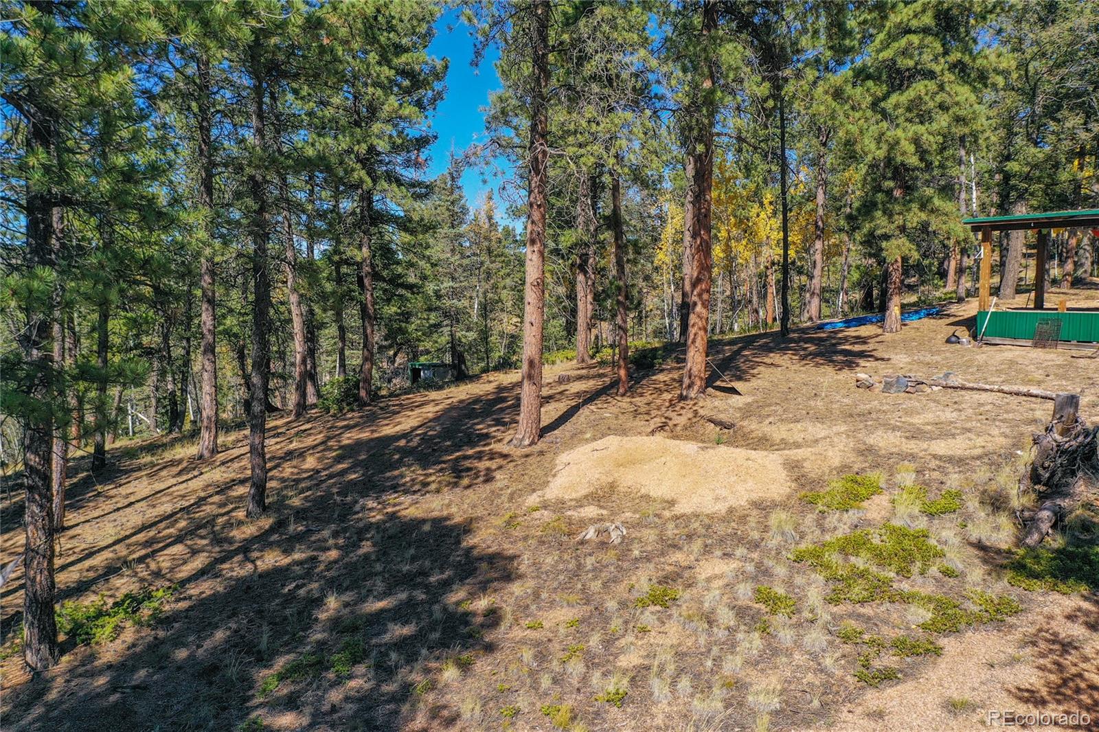 3447 Pathfinder Road Florissant, CO 80816 - Photo 24 of 40 a view of a yard with trees