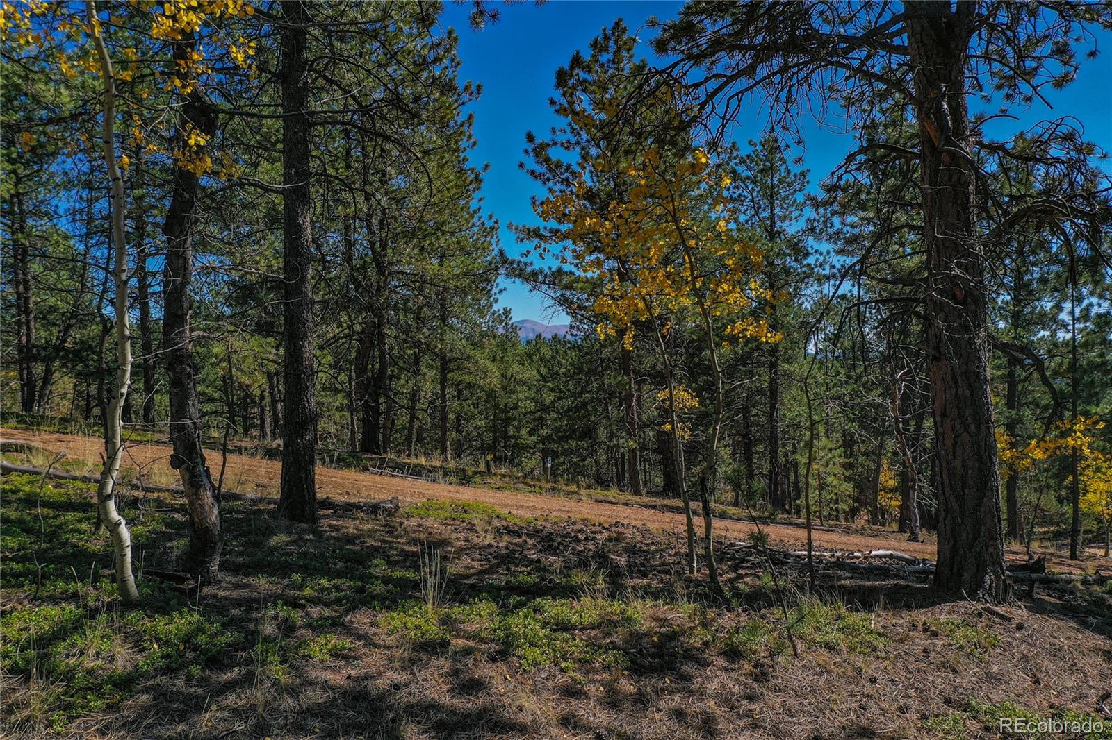 3447 Pathfinder Road Florissant, CO 80816 - Photo 25 of 40 a view of outdoor space with lots of trees