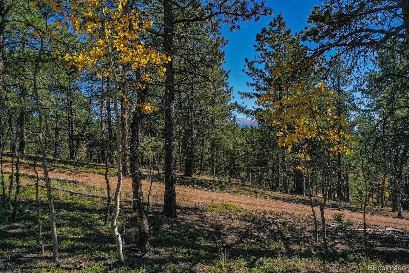 3447 Pathfinder Road Florissant, CO 80816 - Photo 26 of 40 a view of a forest with trees