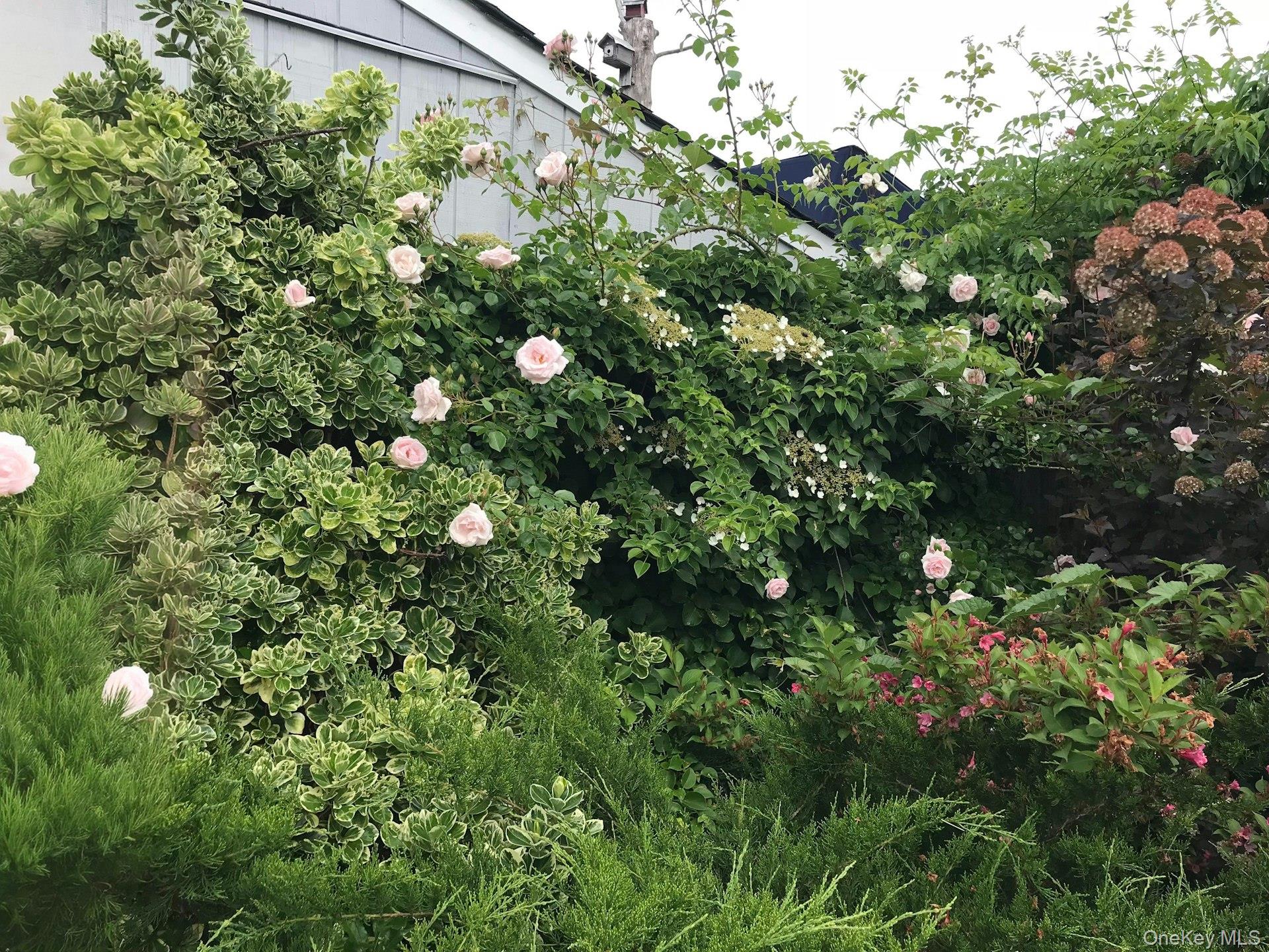 3348 3rd Street Oceanside, NY 11572 - Photo 30 of 32 a view of flowers in bunch