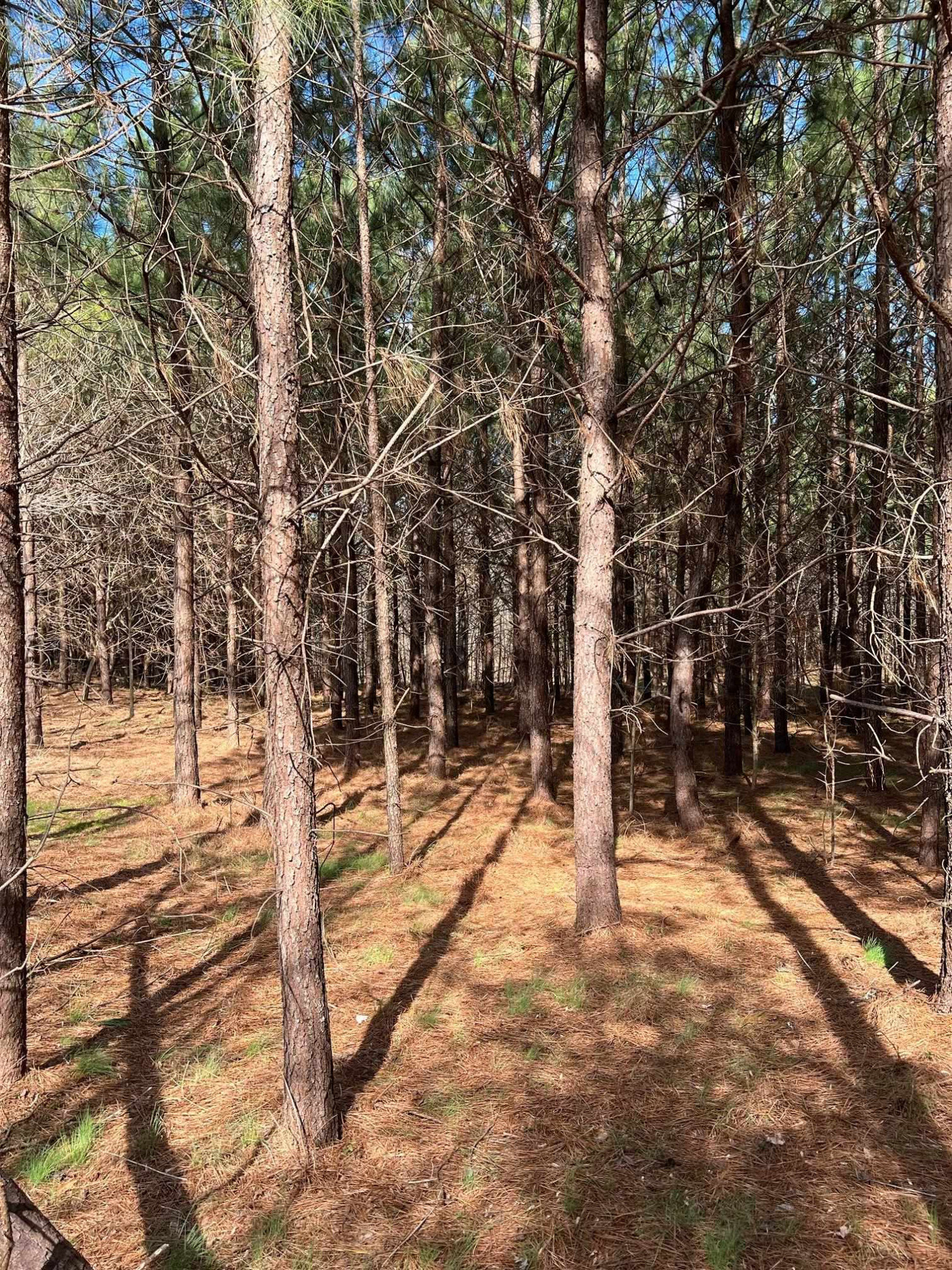 Tbd Tbd Howard Vaughan Road Rougemont, NC 27572 - Photo 3 of 5 Photo 3
