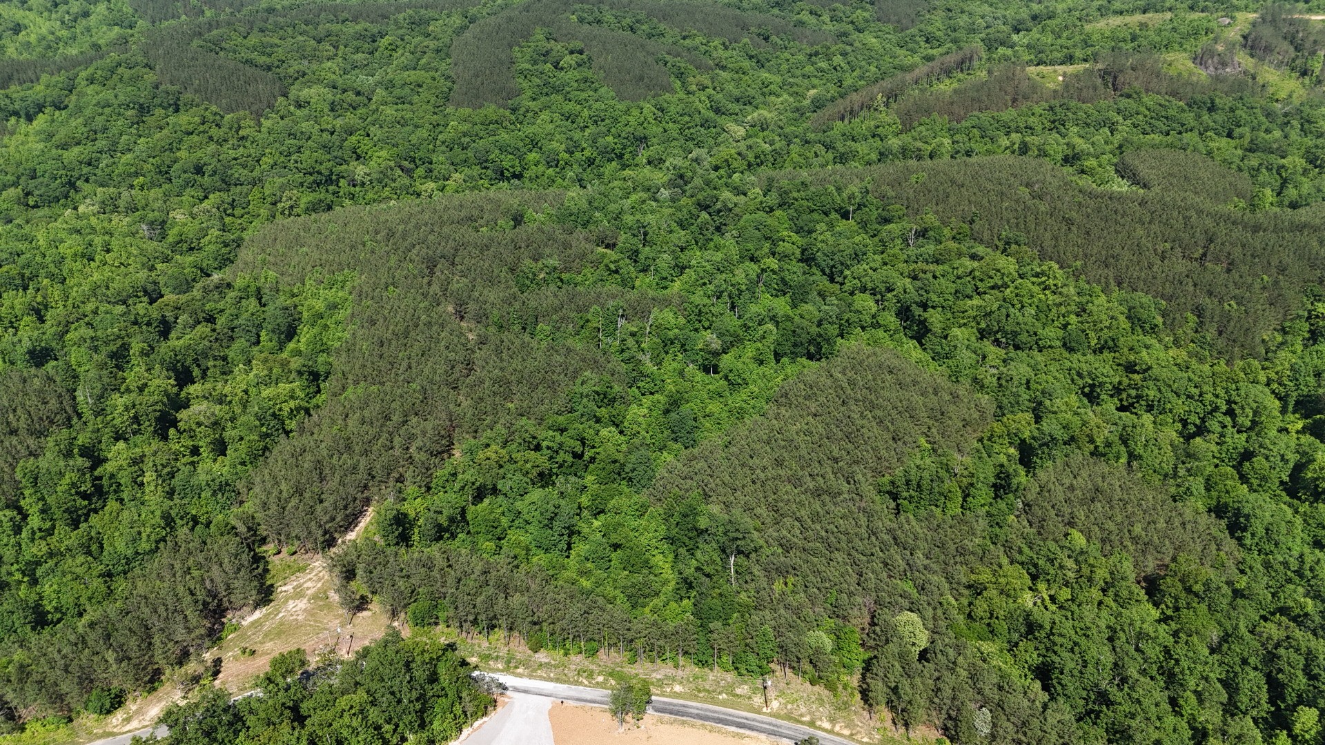 3149 Mcgee Road Linden, TN 37096 - Photo 6 of 18 a view of a forest with a street