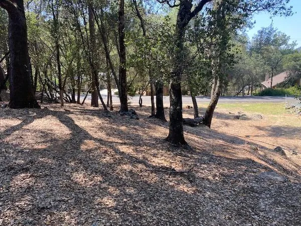 a view of a tree with a yard
