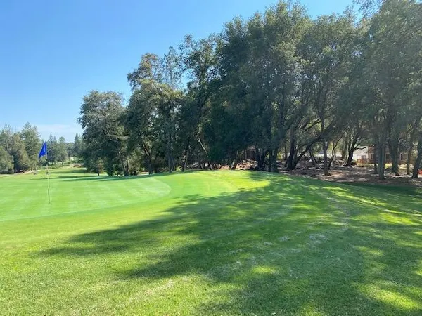 a view of a park with large trees