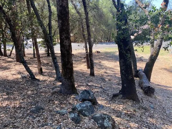a view of a tree in the yard