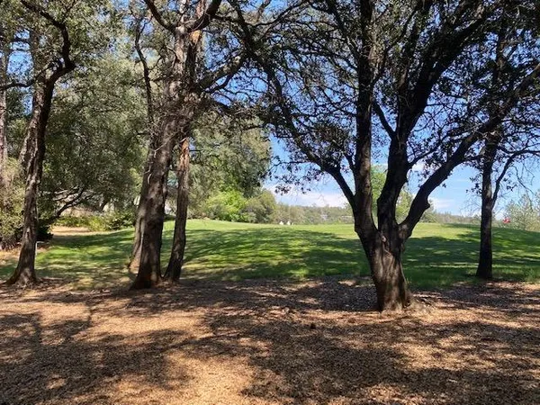 a view of a trees in a yard