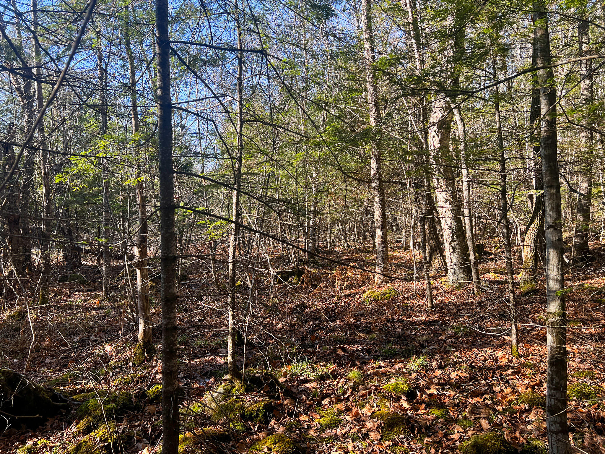 169 East Shore Road Embden, ME 04958 - Photo 9 of 19 IMG_2085