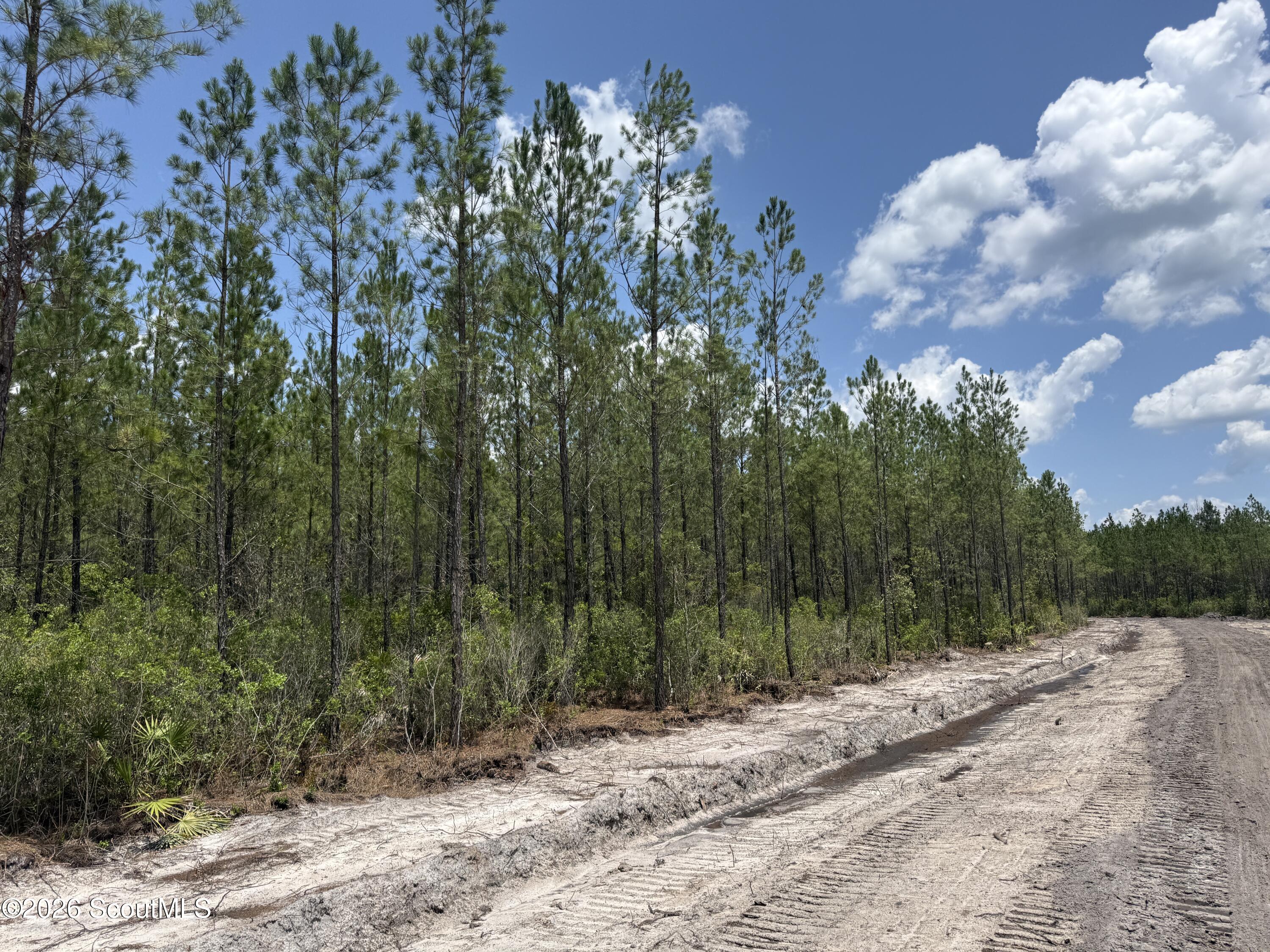 Lot 8 Corbitt Road, Unit LOT 8 Manor, GA 31550 - Photo 5 of 10 IMG_8032