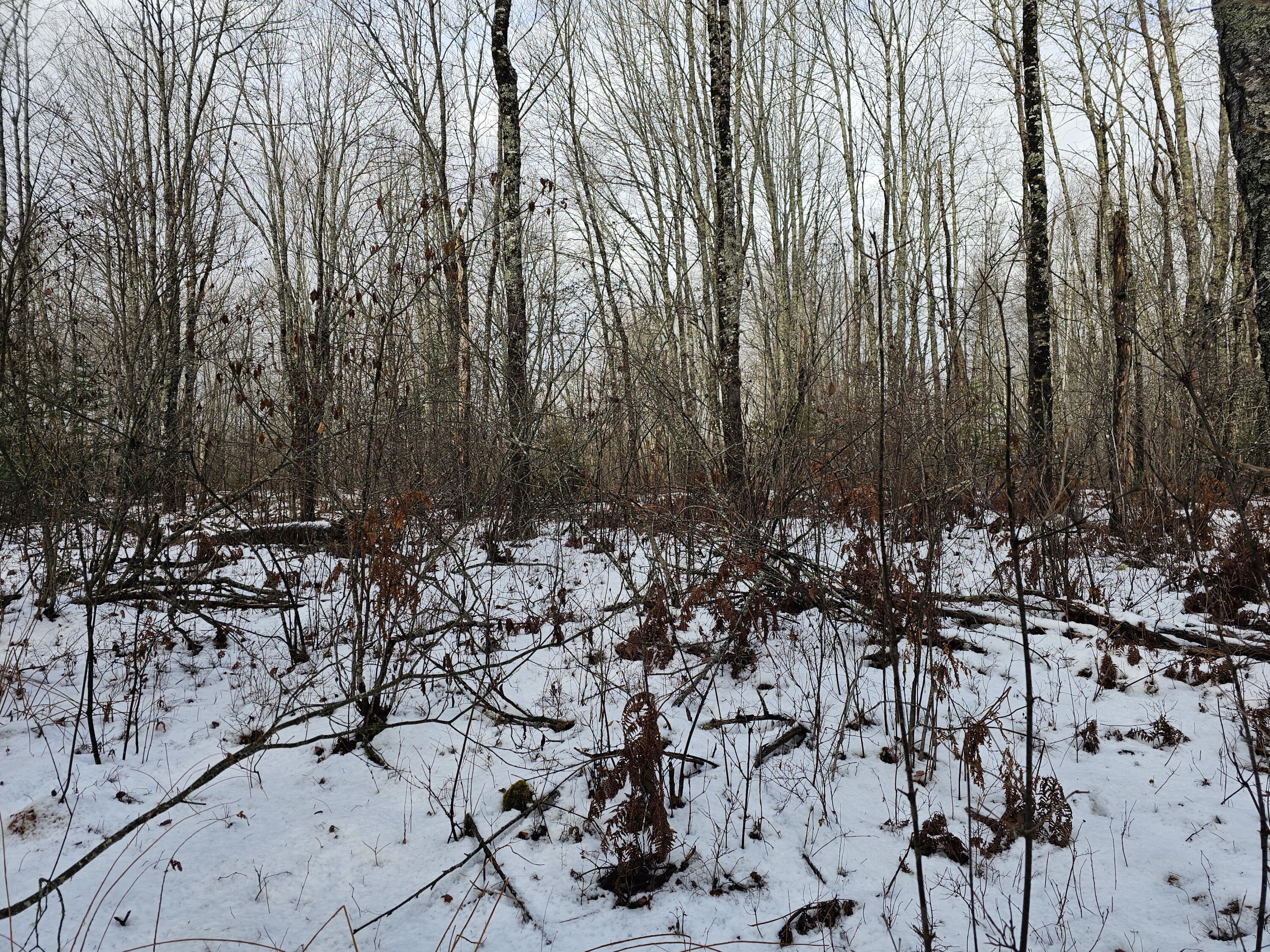 M2-l4 Sacarap Road Columbia Falls, ME 04623 - Photo 15 of 16 20251211_094020